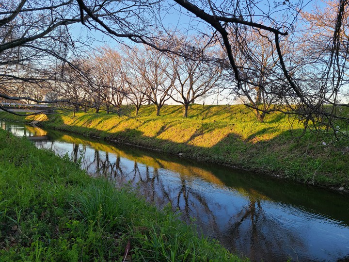 朝陽の桜並木