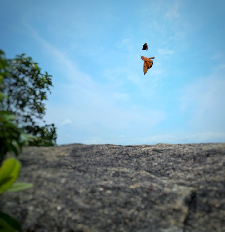 butterflies