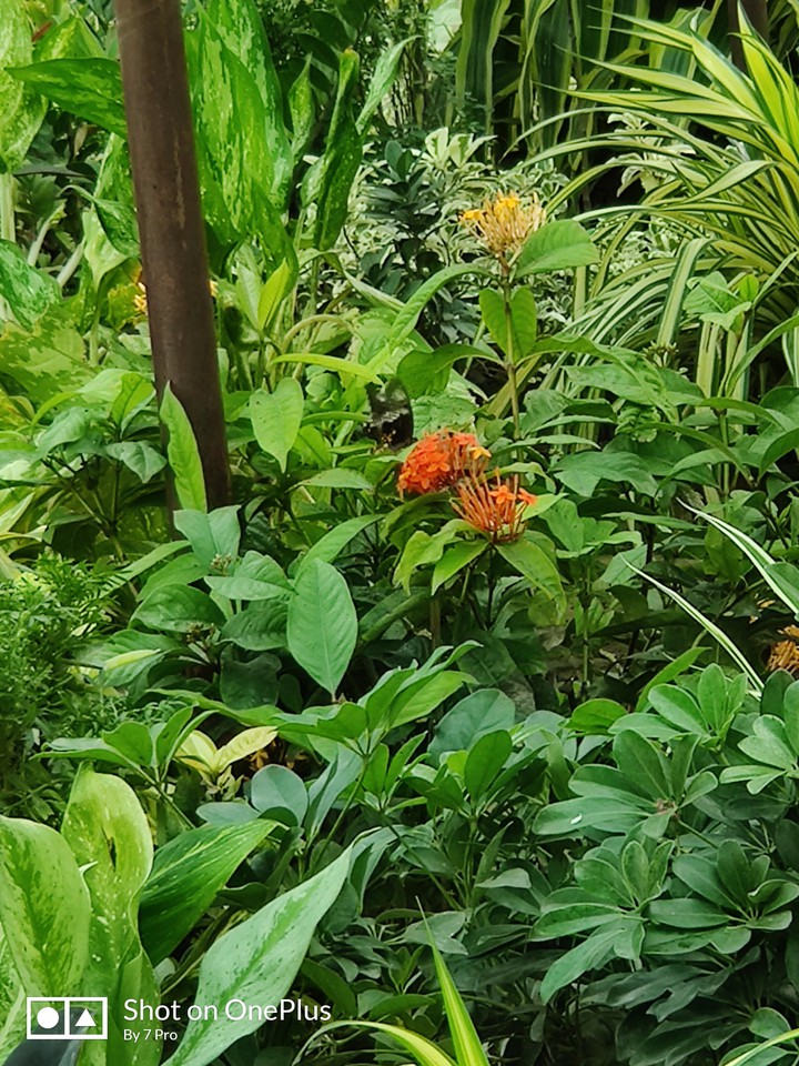 Greenery