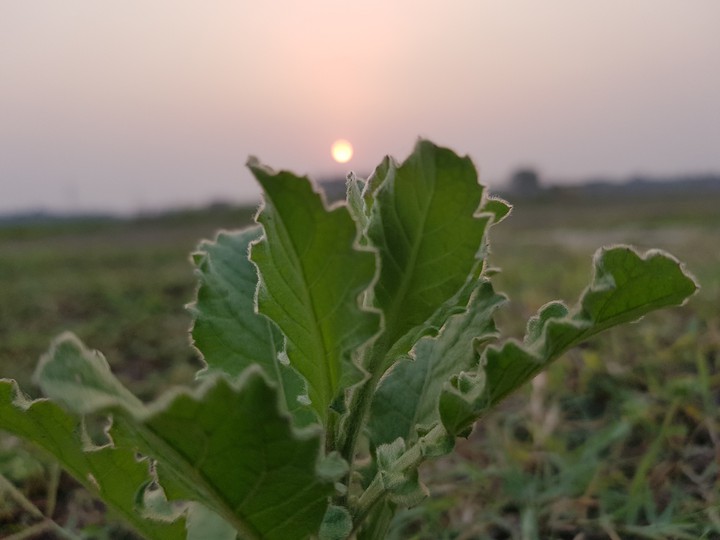 sunrise