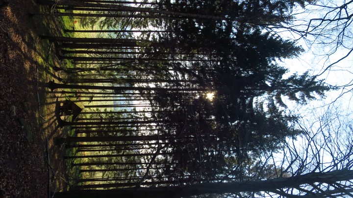 forrest
