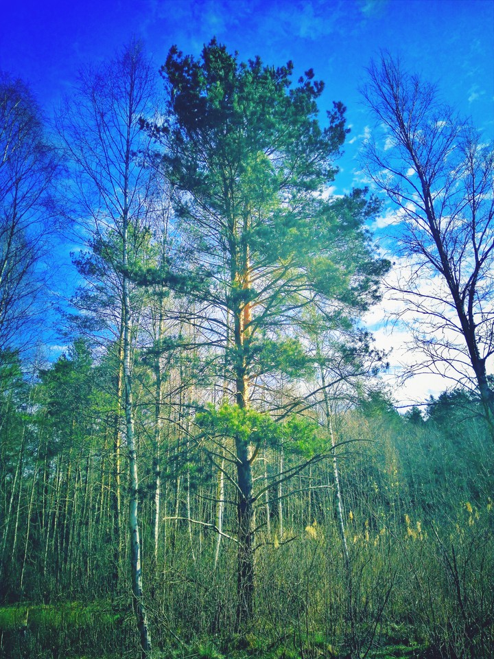 tree