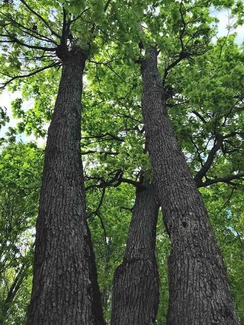 tree, plant वॉलपेपर