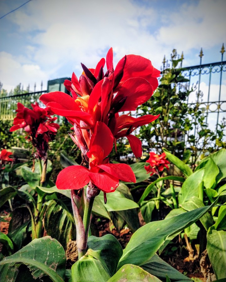 flowers