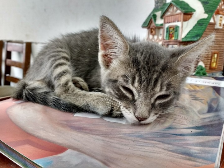 little cat