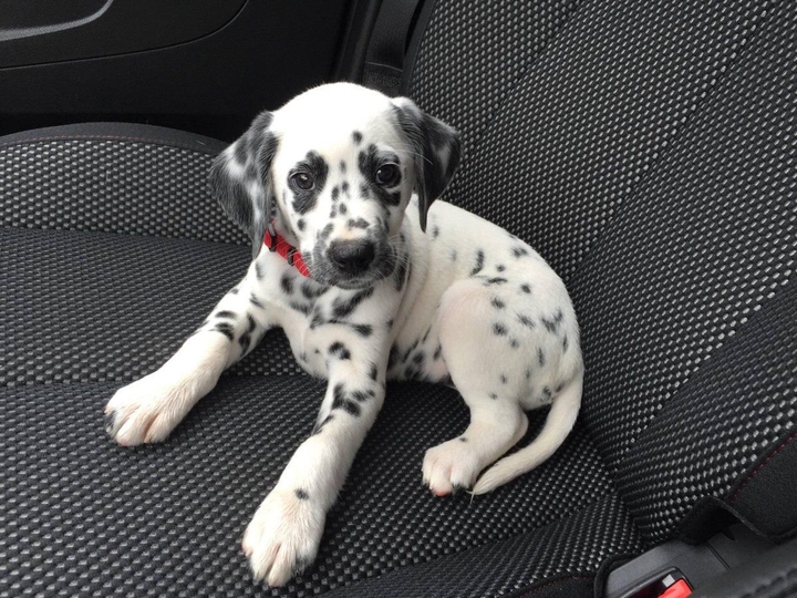 Dog