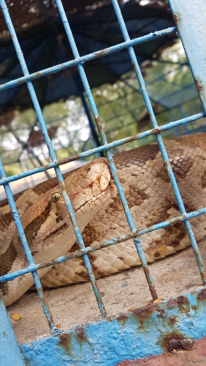 snake