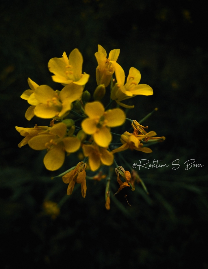 Flower of Mustard Plant