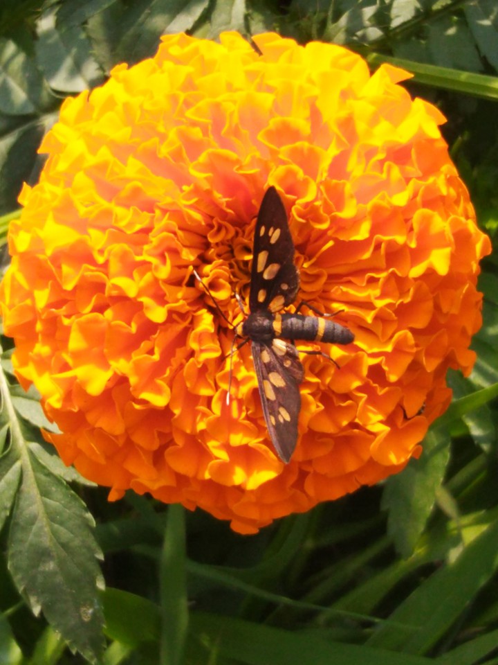 Bee