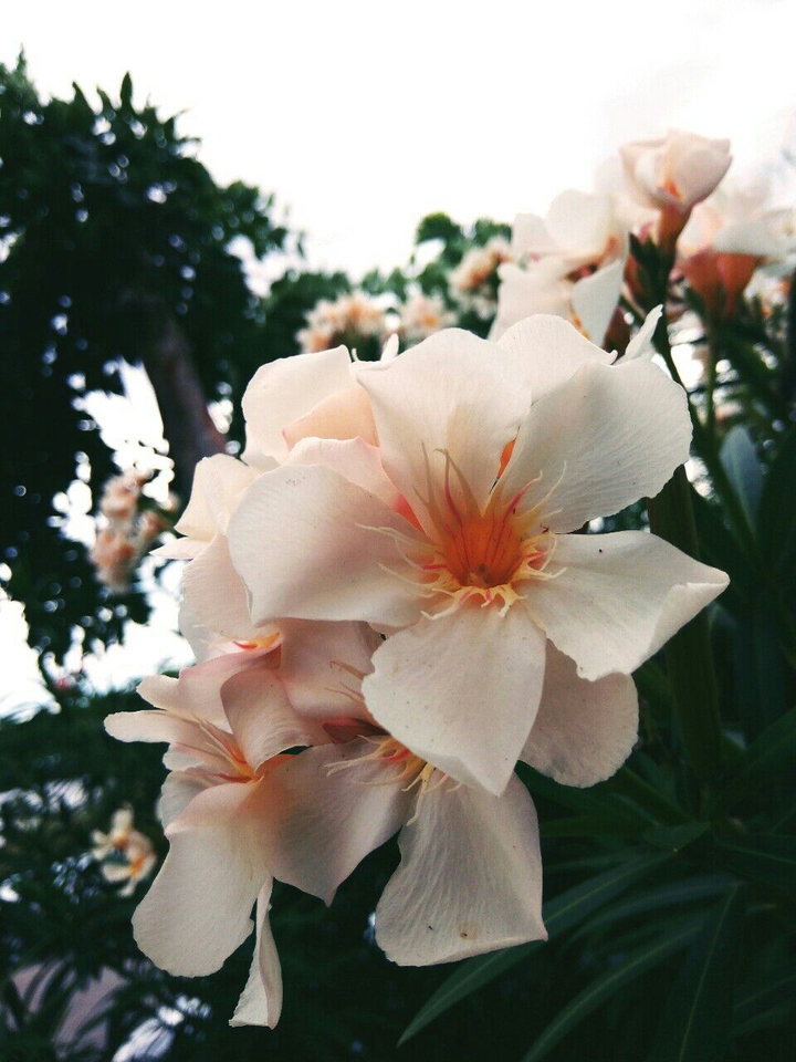 Sunday Beauty