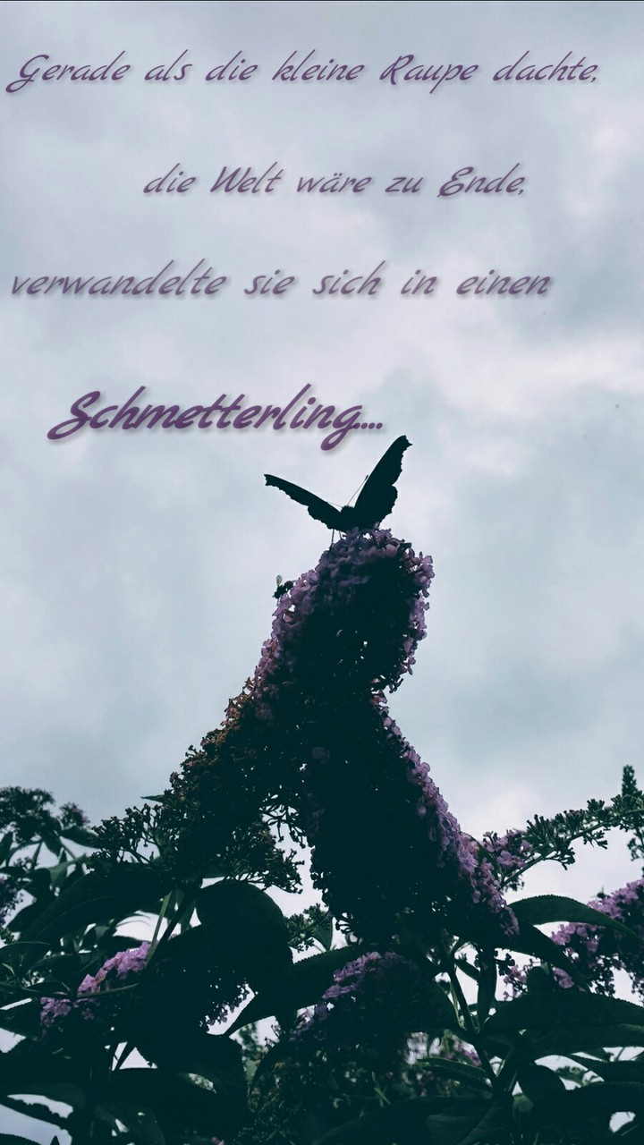 Von Raupe 