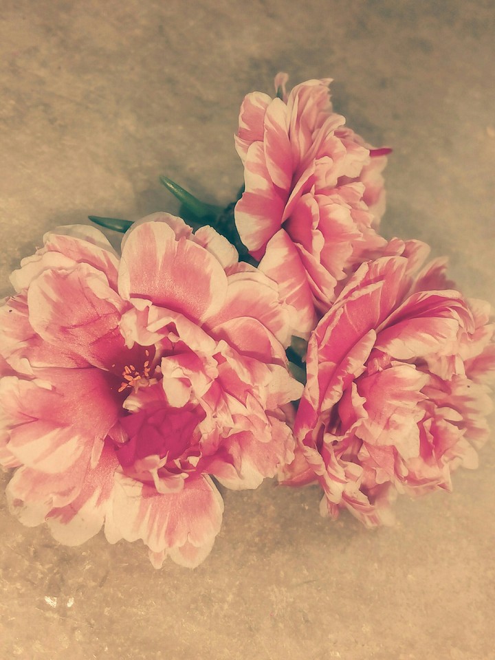 Table rose