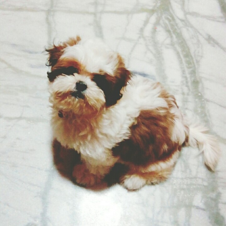 shih tzu