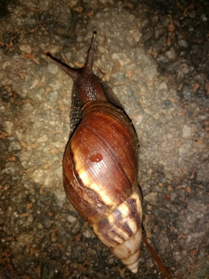 snails