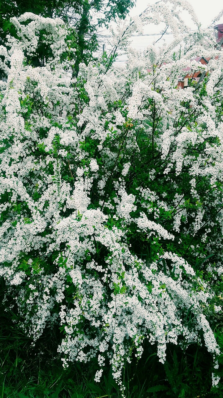 Куст "Невеста"