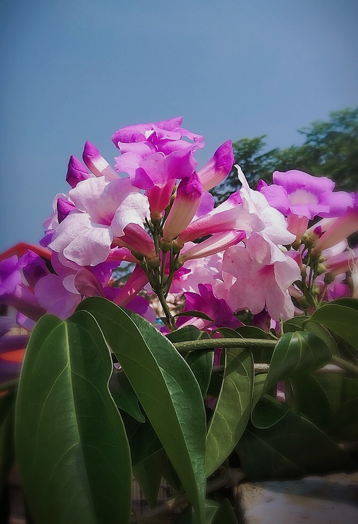 morning gift