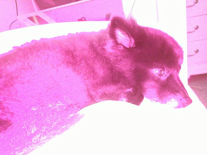 Precious in Pink