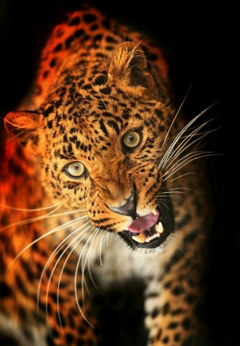Animal