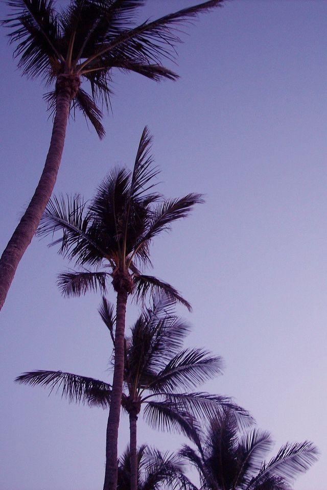 Palms