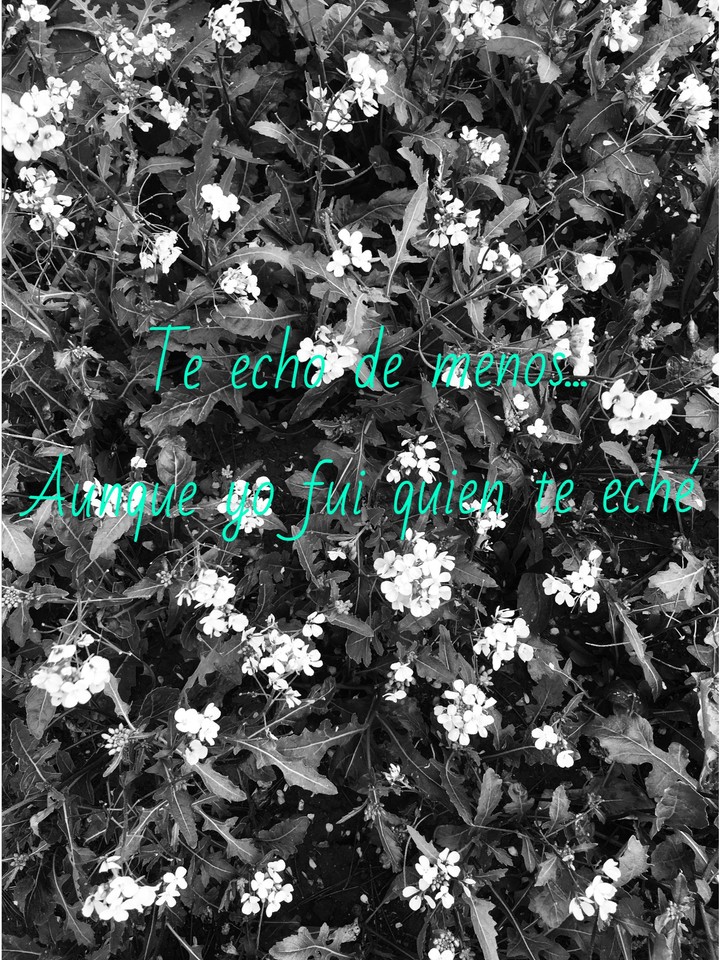 frase