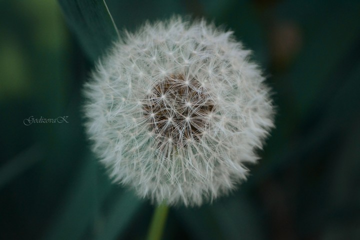 Dandelion