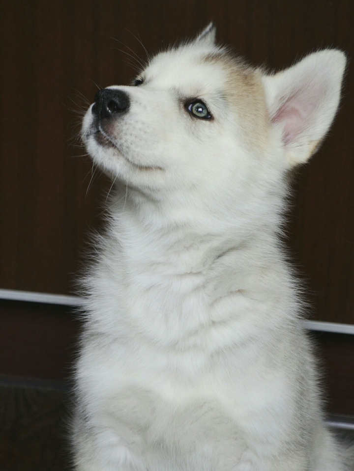 Siberian_husky
