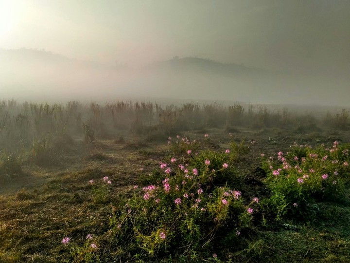 Kaziranga National Park