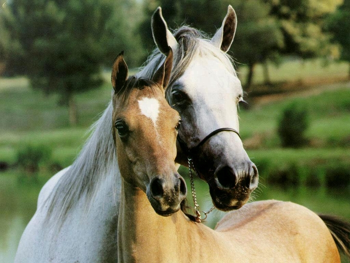 Horses