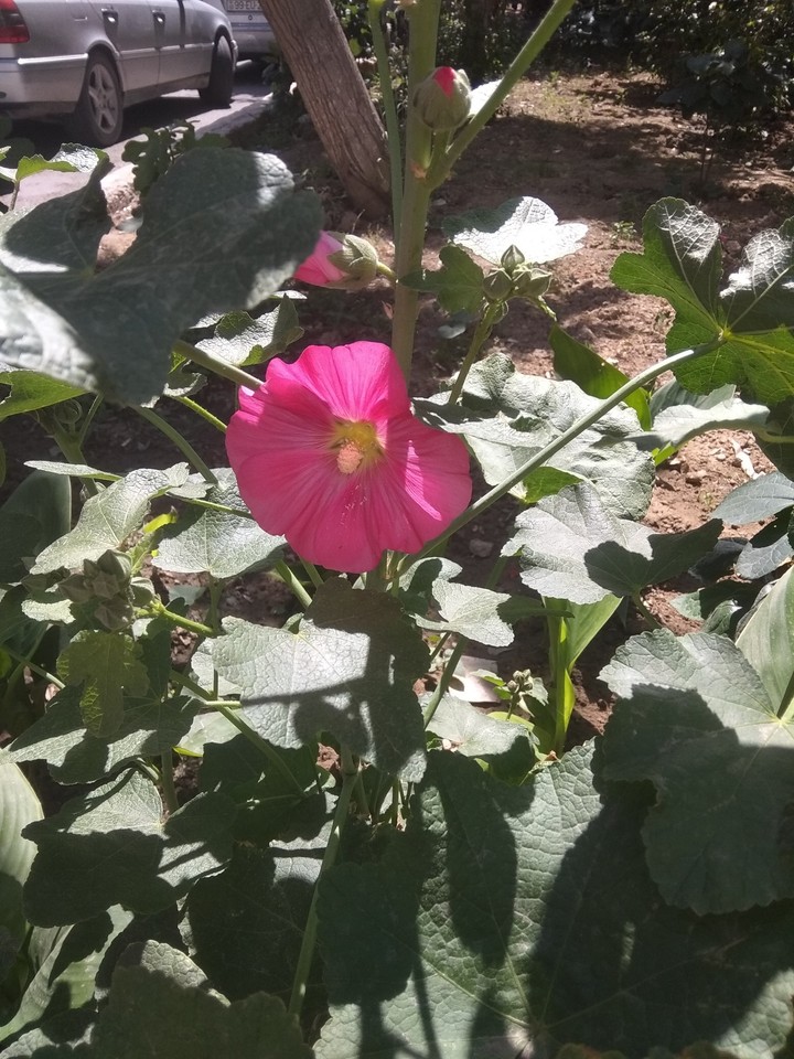 pink malva flower