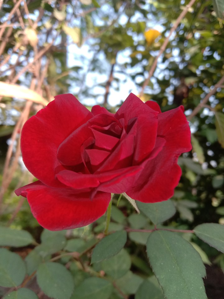 S❤P