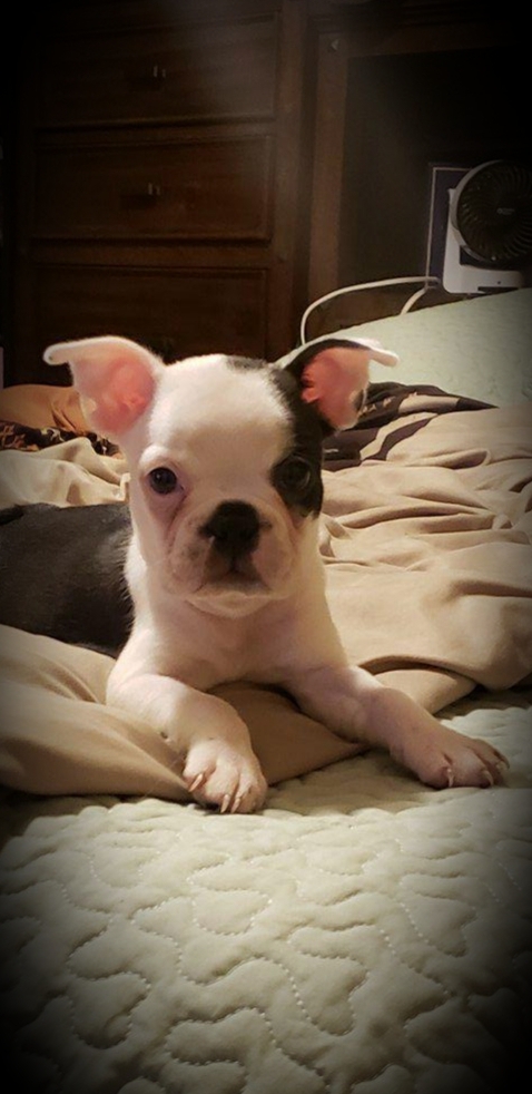 puppy