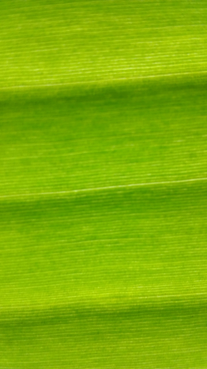 leaf
