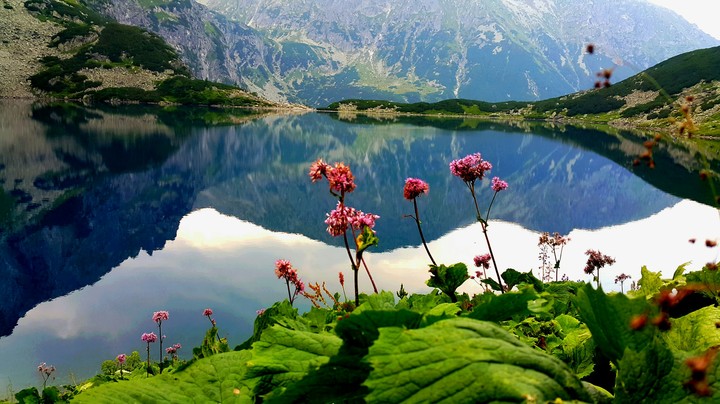 dream land