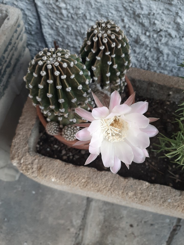 #flowers