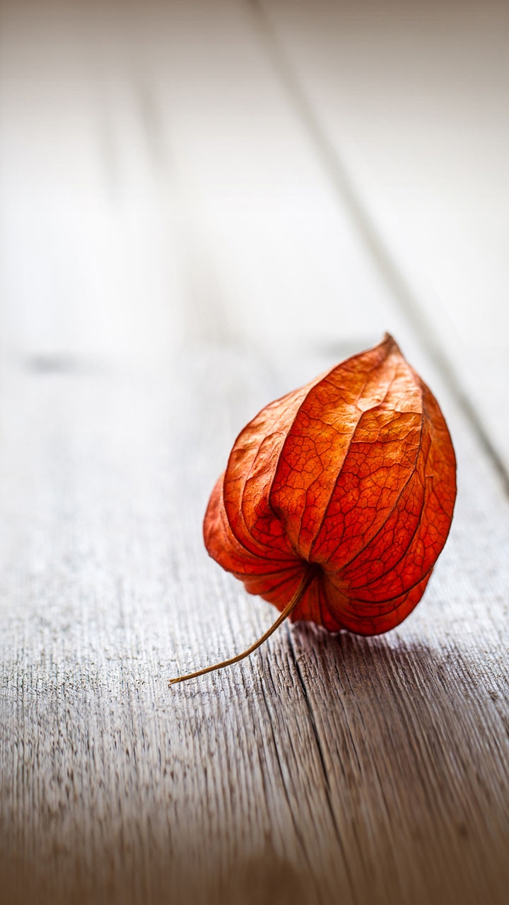 Beautyfull leave