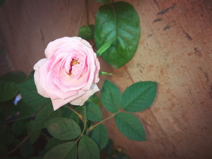 #flower