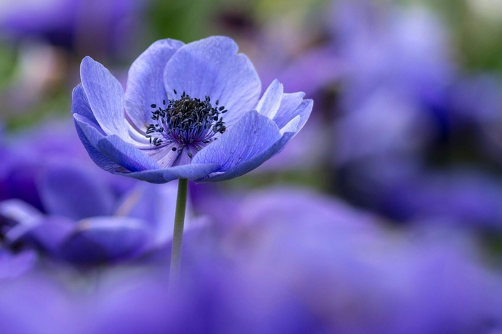 Life is a flower
