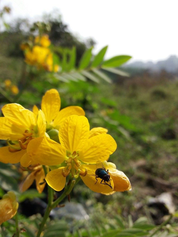Yellow Plant