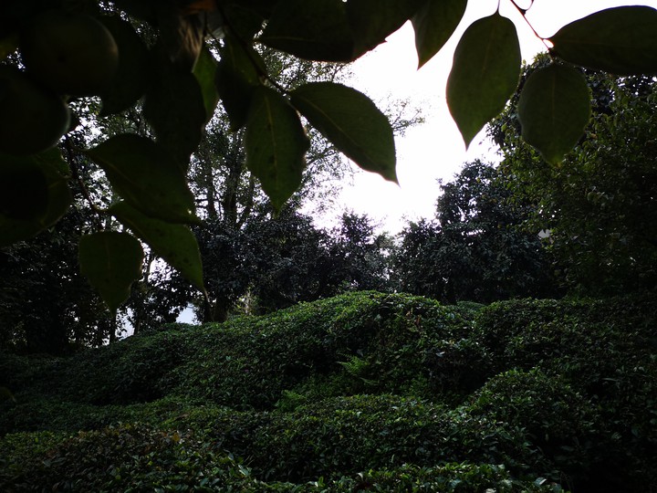 Yard...