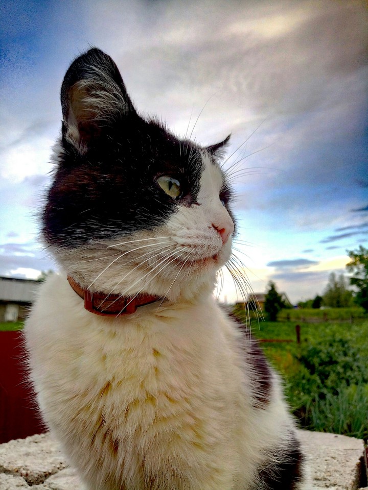 кот