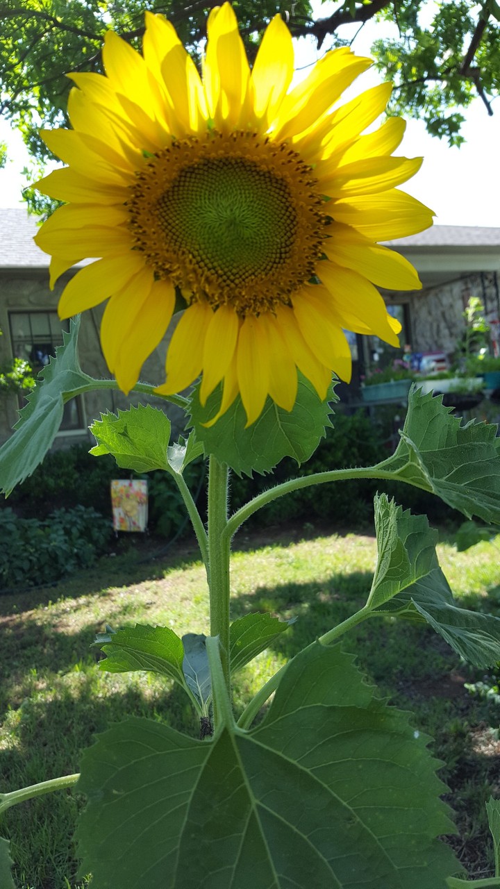 sunflower