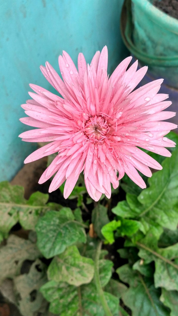 gerbera