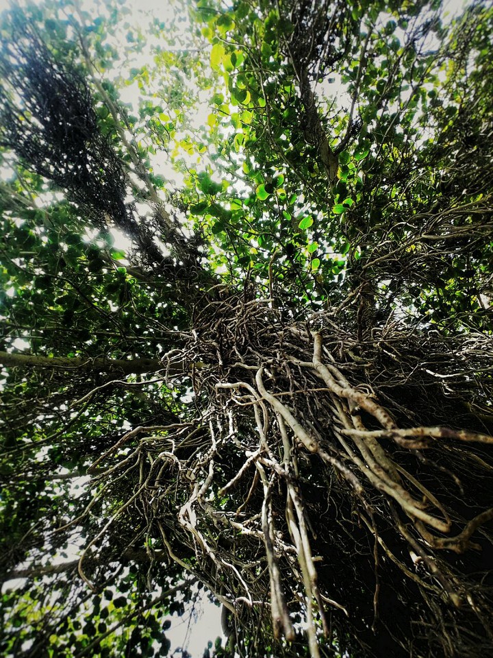 roots