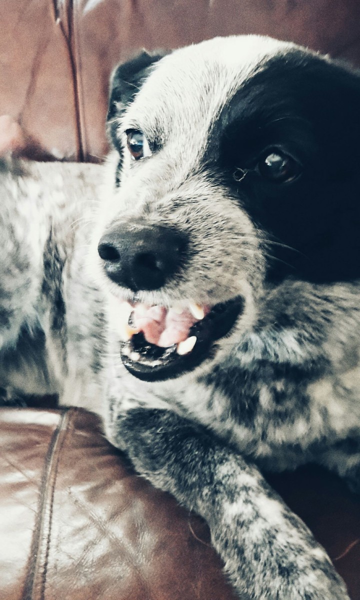 Angry Dog