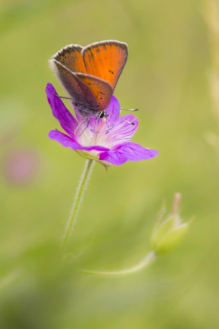 butterfly