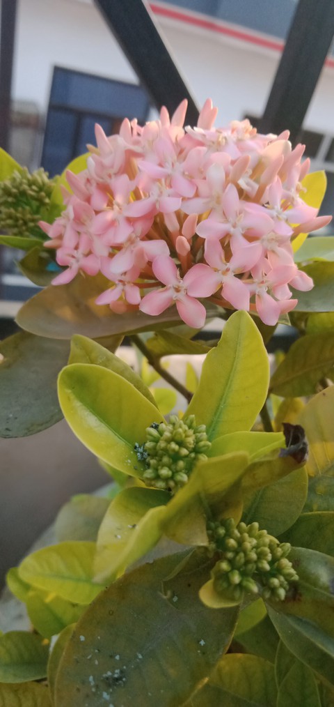 blossoms : the bunch of flowers