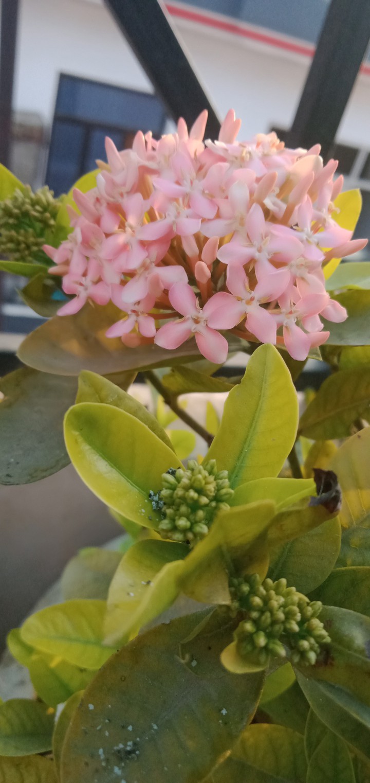 blossoms : the bunch of flowers