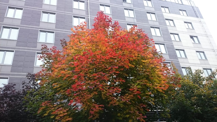 golden fall