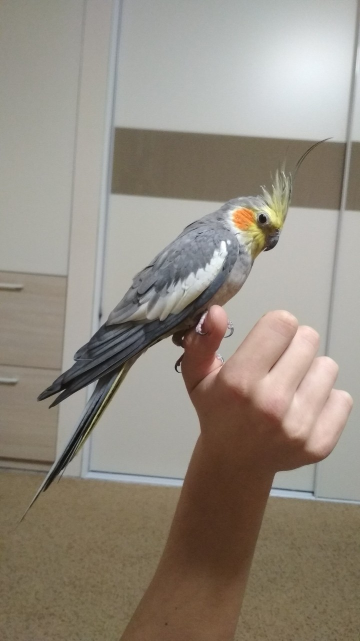 Попугай)