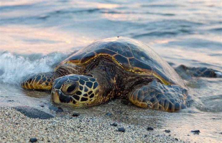 Turtle